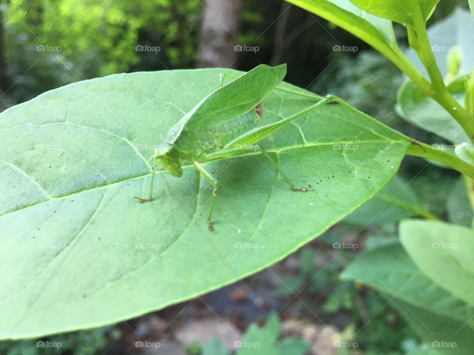 Grasshopper on leaf