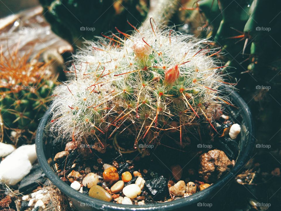 Beautiful cactus flowers with sunlight in Garden