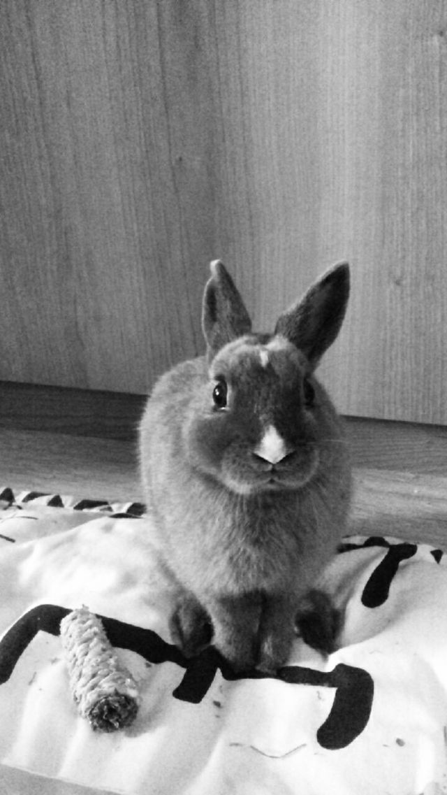Rabbit