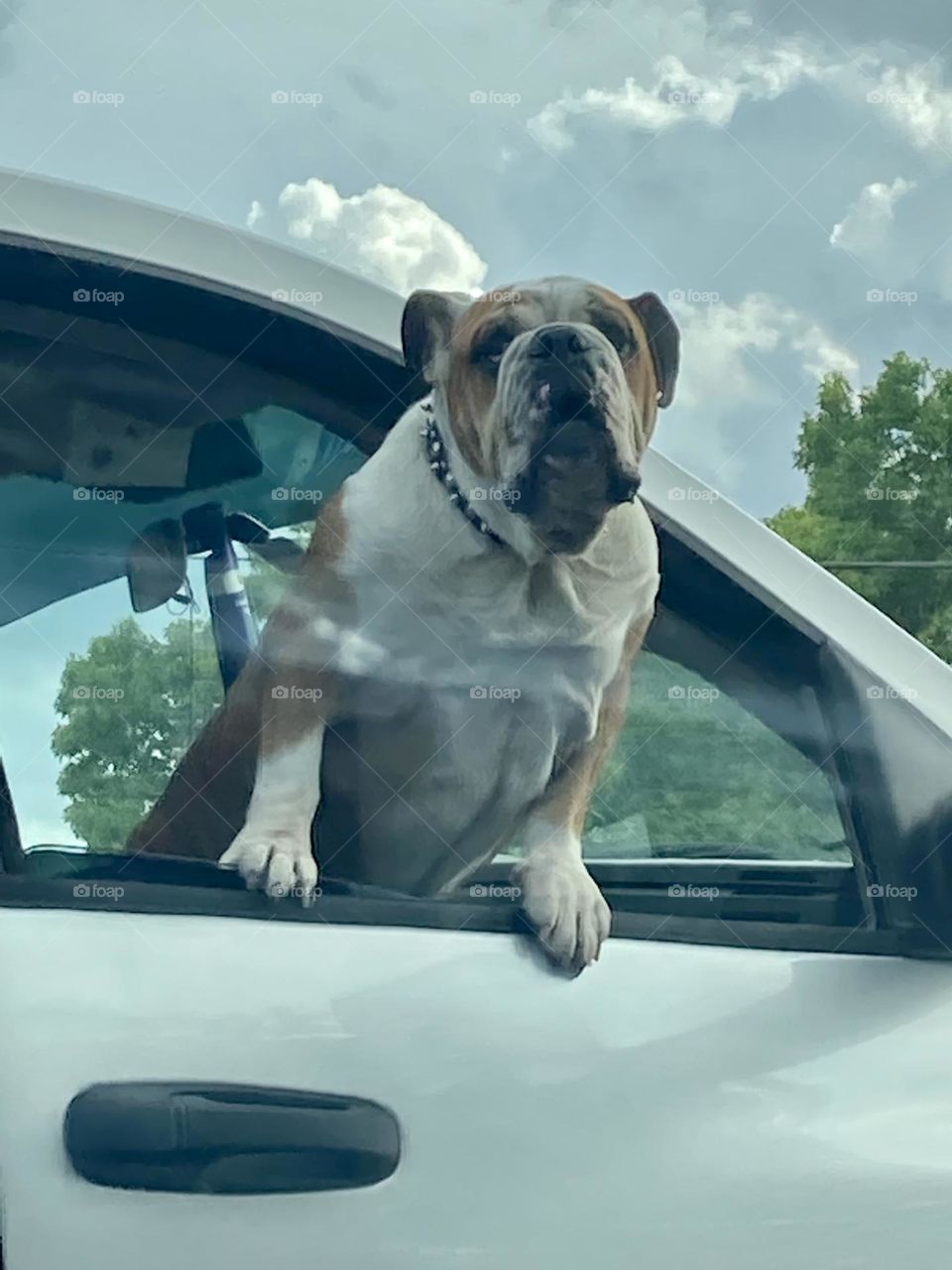 Cute dog hanging out the window 