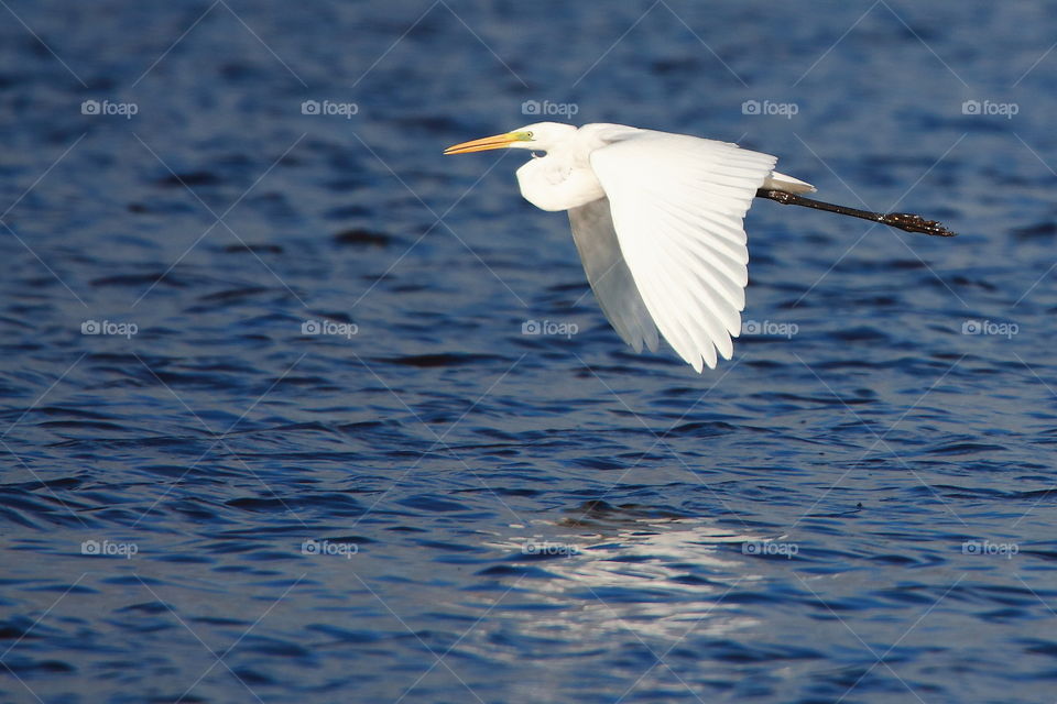 White heron in flight