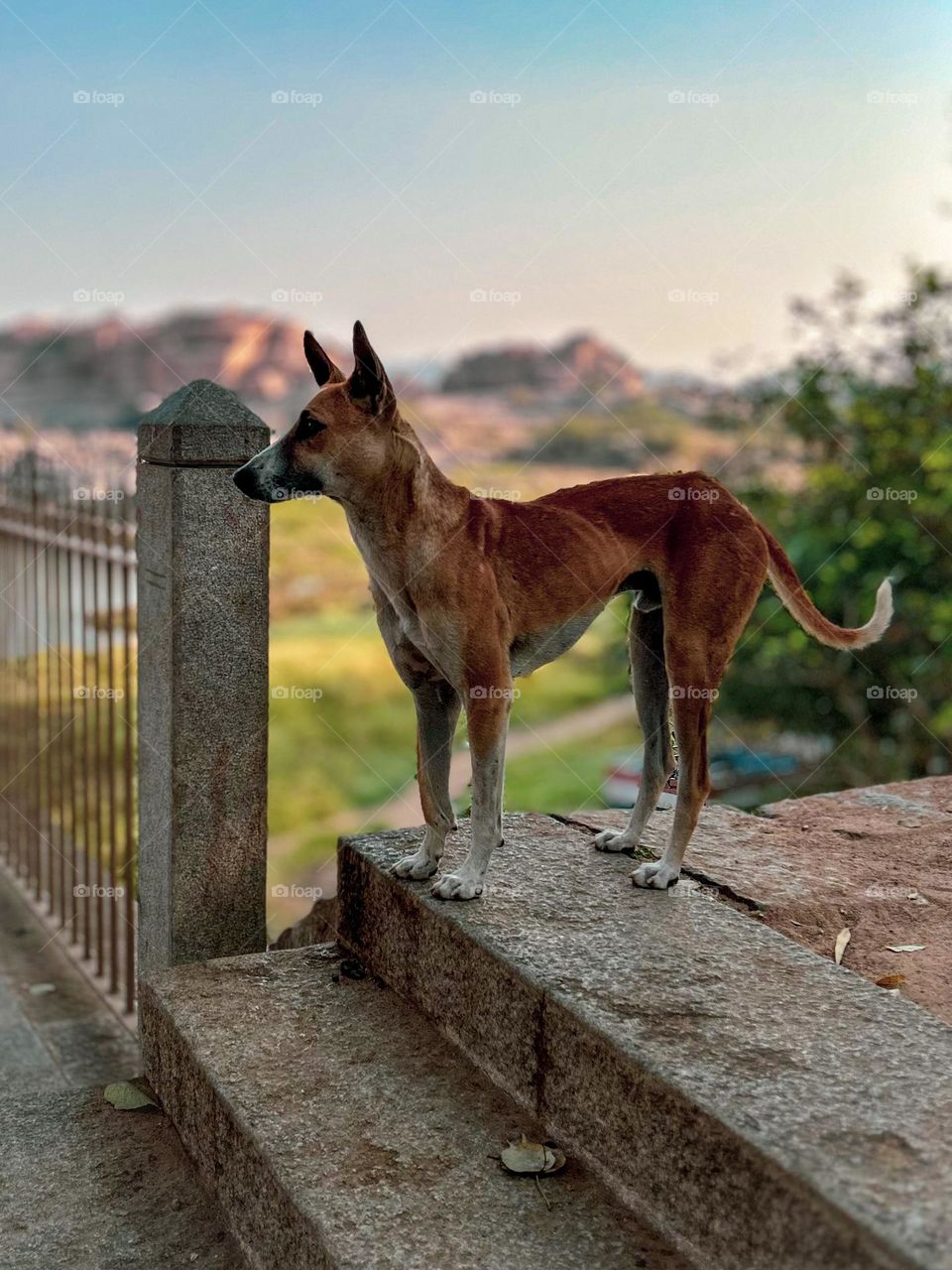 Animal photography - Natural light - Canine 