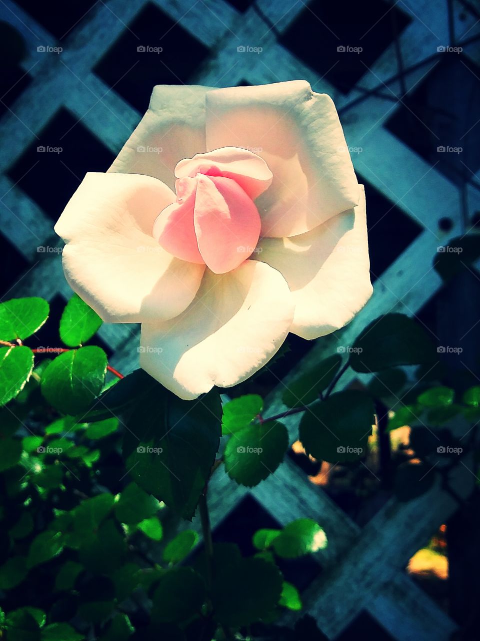 white pink rose