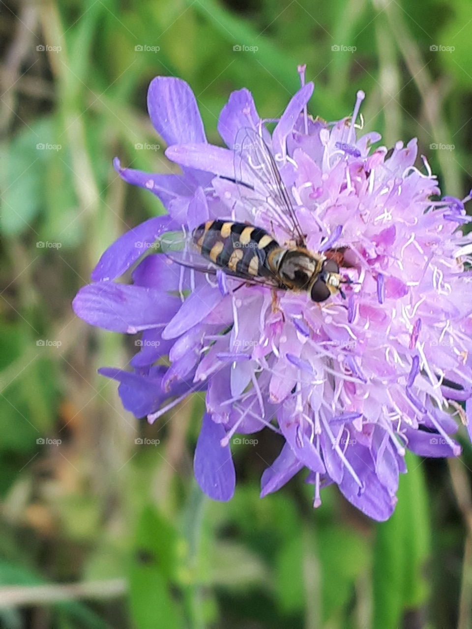 Insect On  A Purple Scabious Flower