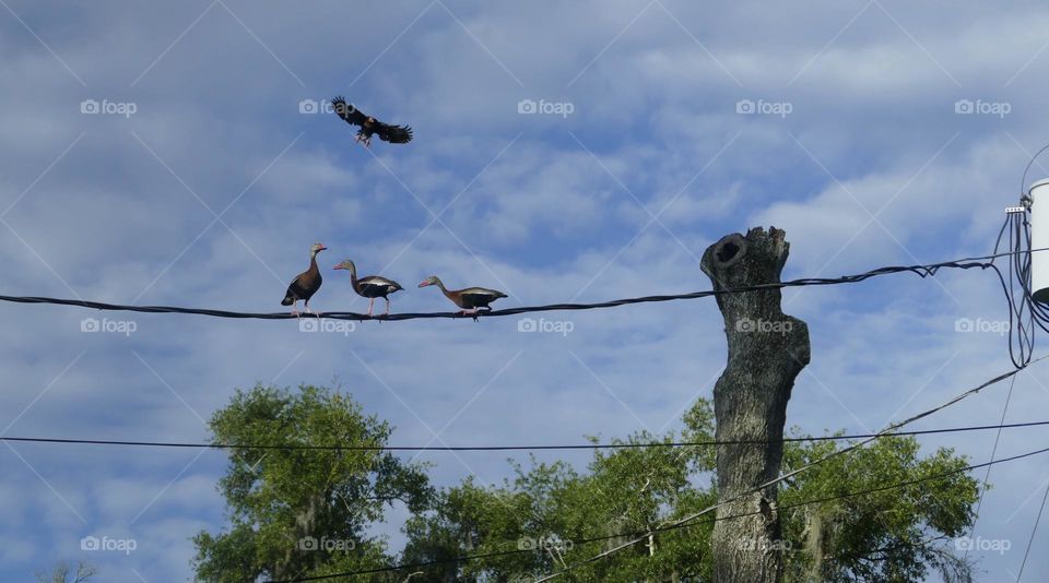 Three Whistling ducks on an electric wire and one mid-flight about to land 
