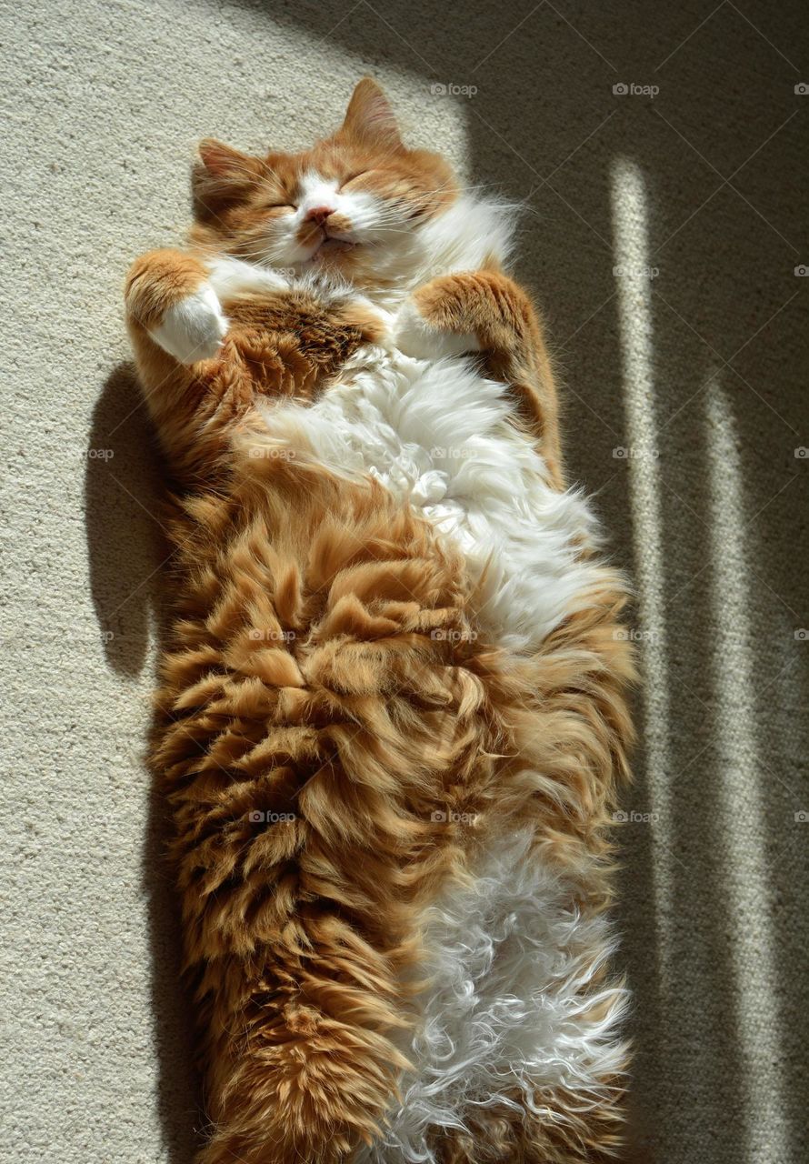 happy sleeping cat in sunlight beautiful portrait, emotions happiness