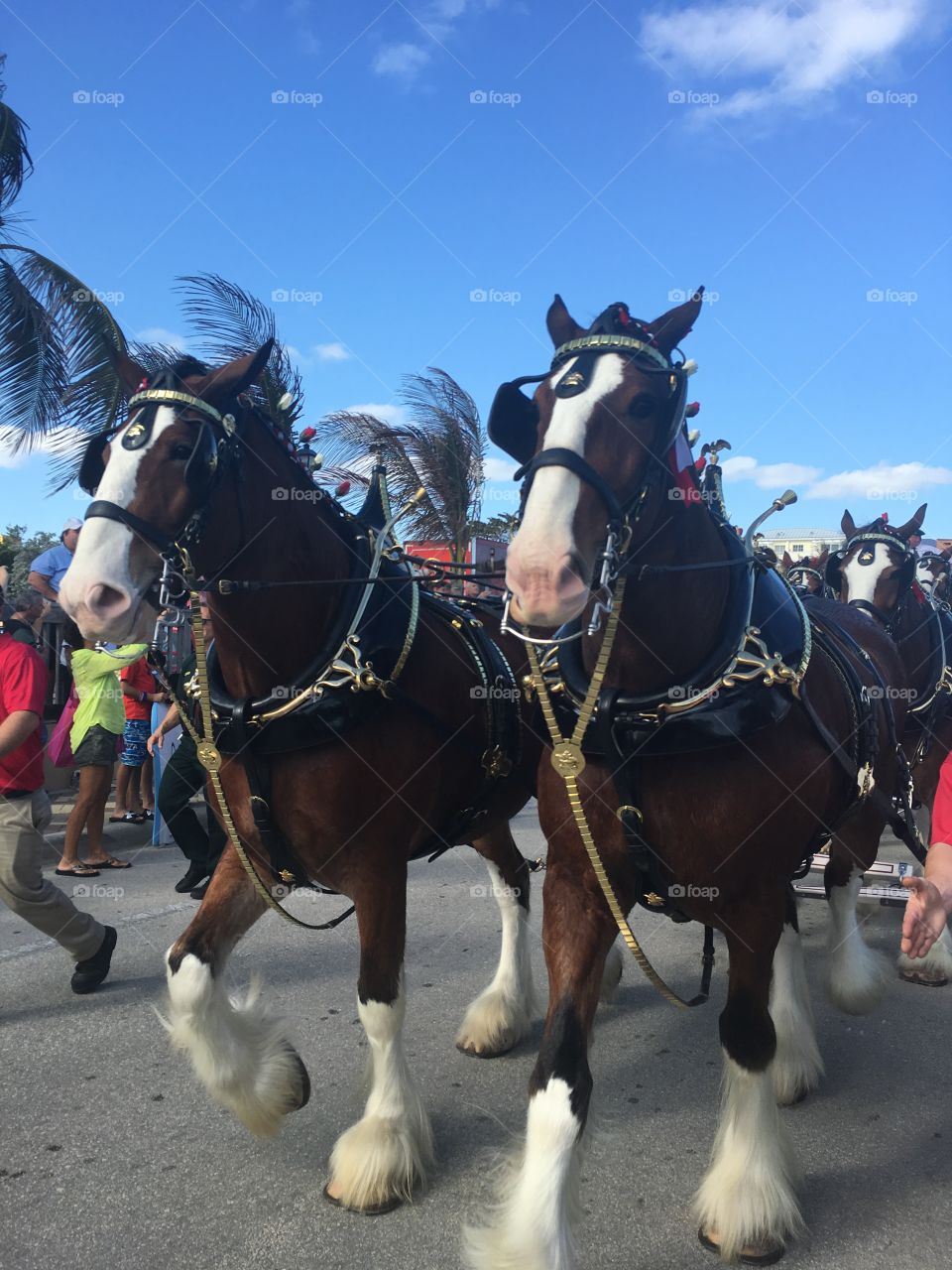Clydesdale Budweiser horses trotting