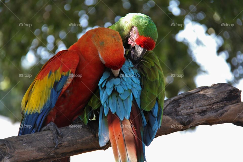 Parrots embrace