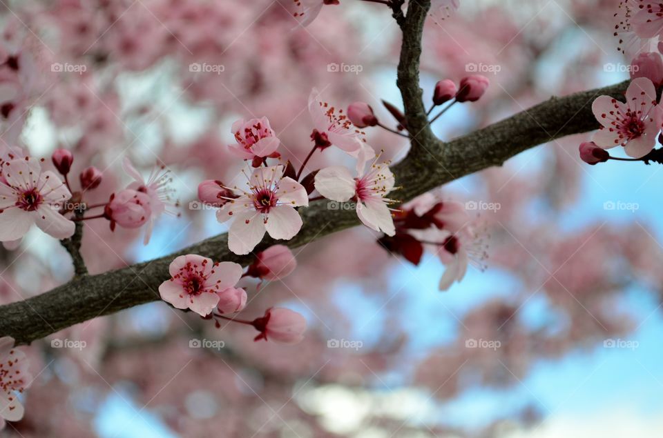 Close-up of cherry blossoms