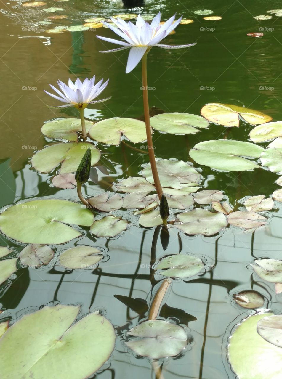 water Lily pond