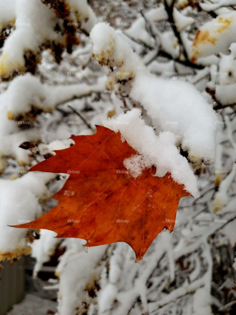 autumn and winter collide