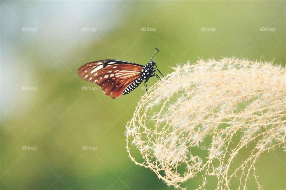 Beautiful and cute butterfly