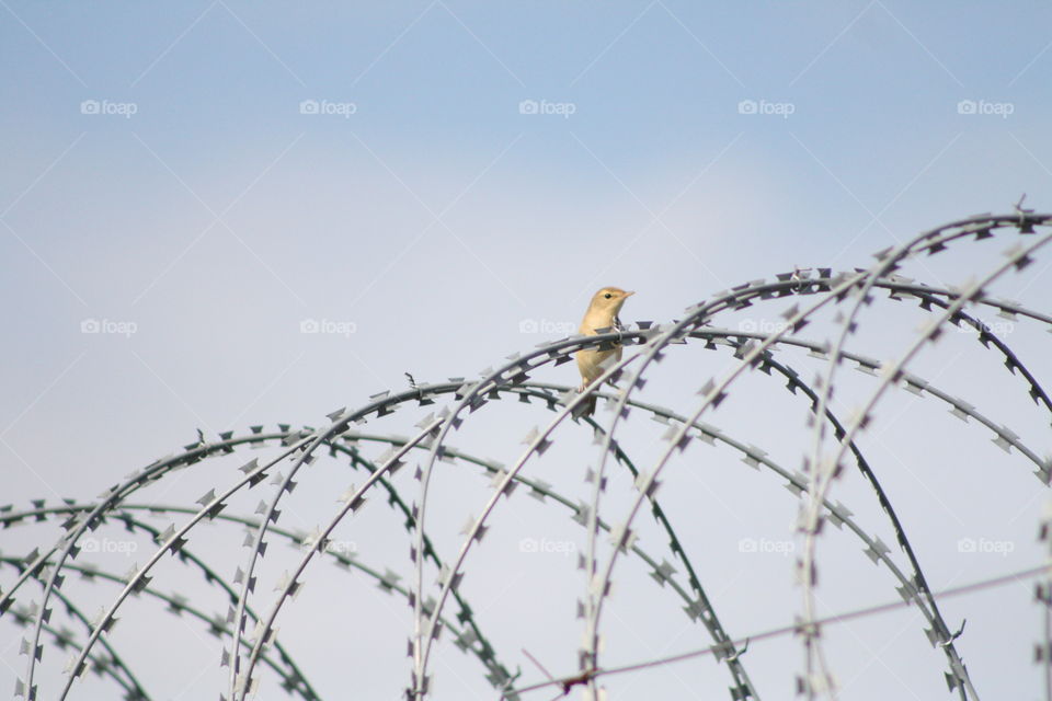 Bird on barbed wire