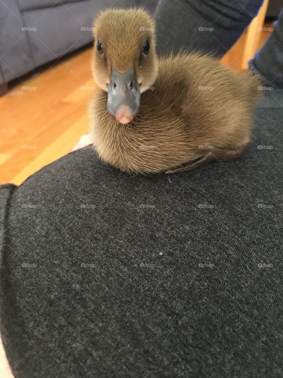 Duck 