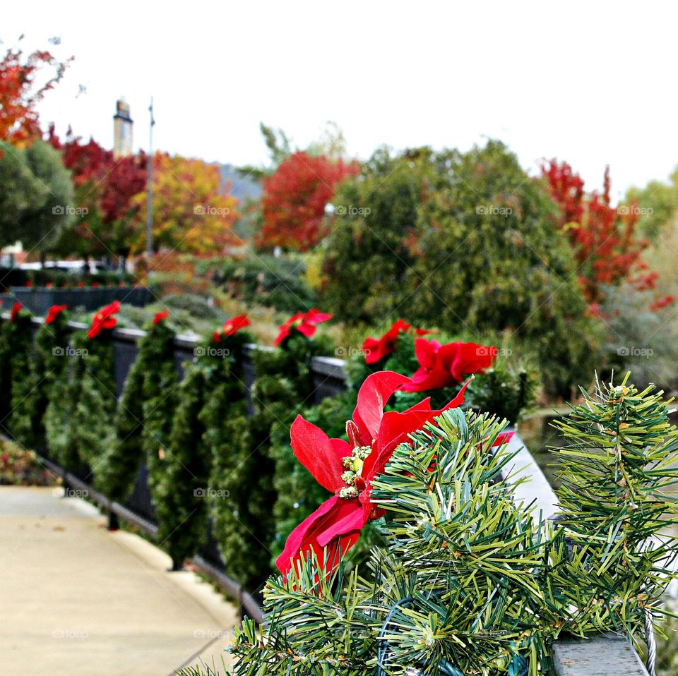 Tree, Christmas, Decoration, Celebration, Season