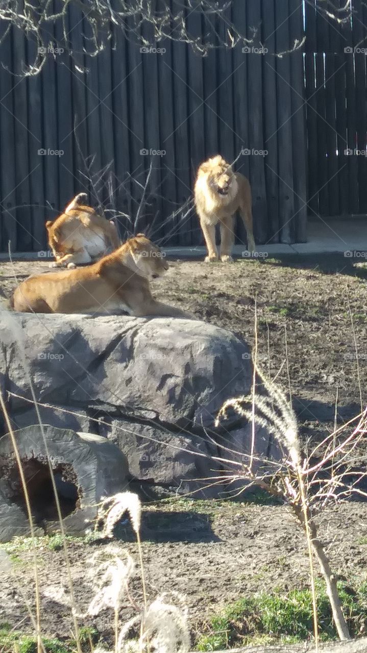 a lions love