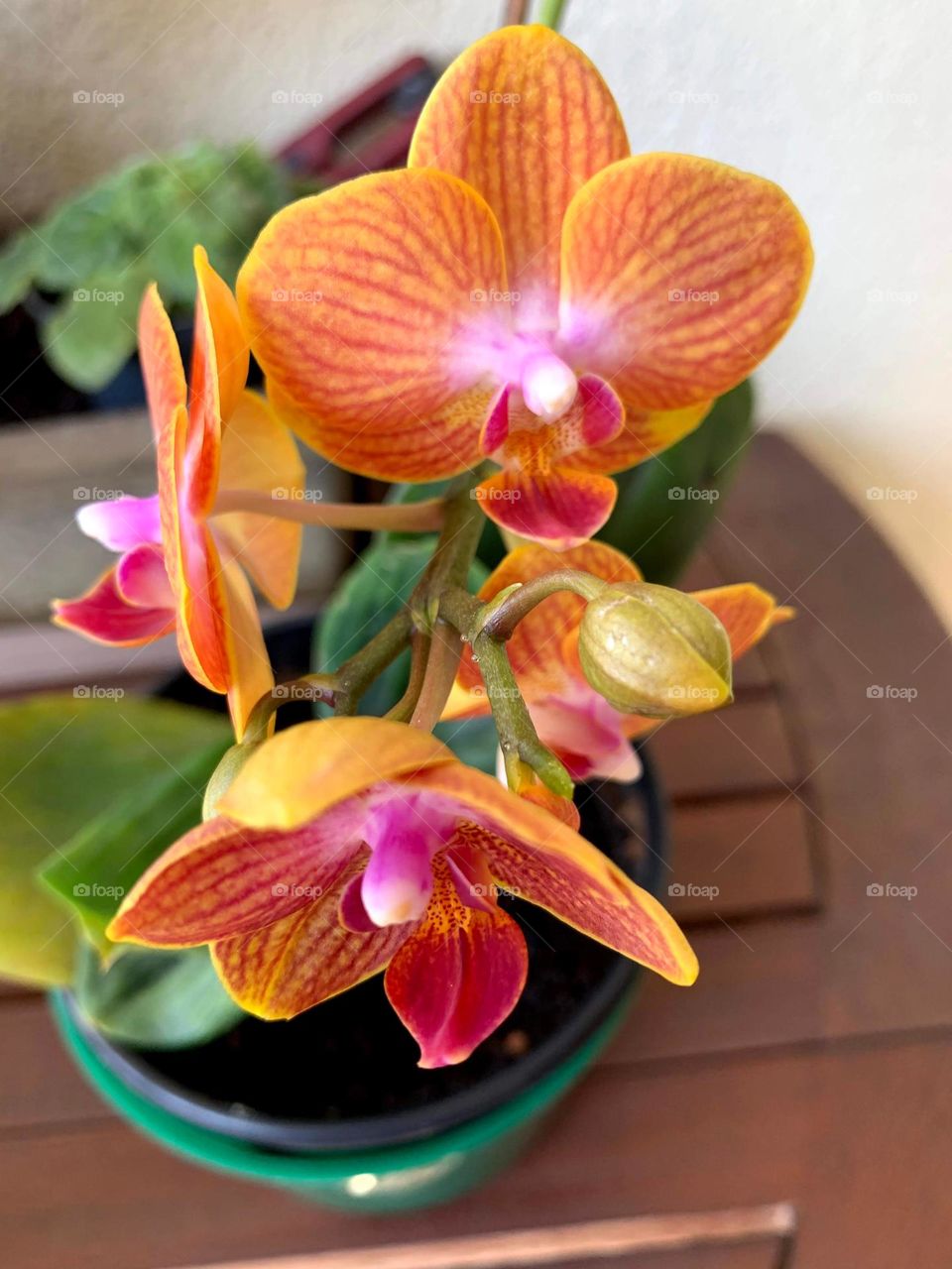 Orange Orchid 