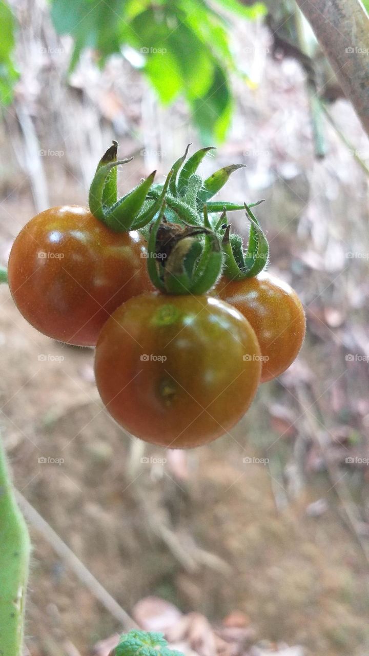 Ripen Tomatoes