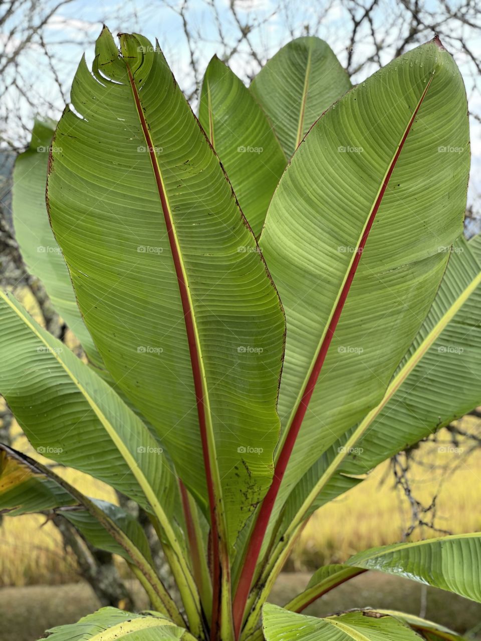 Plantas