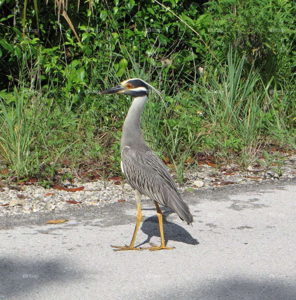 night heron bird