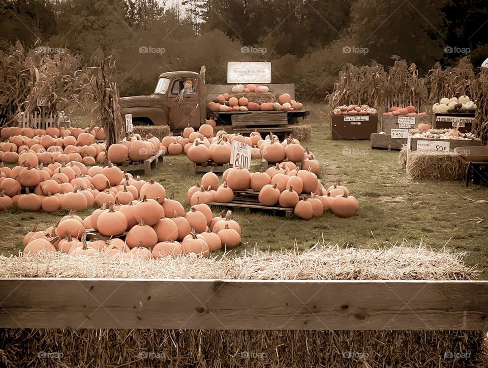Vintage pickup truck with a pumpkin harvest