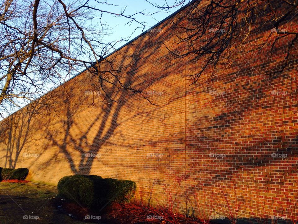 Tree shadow on a brick wall