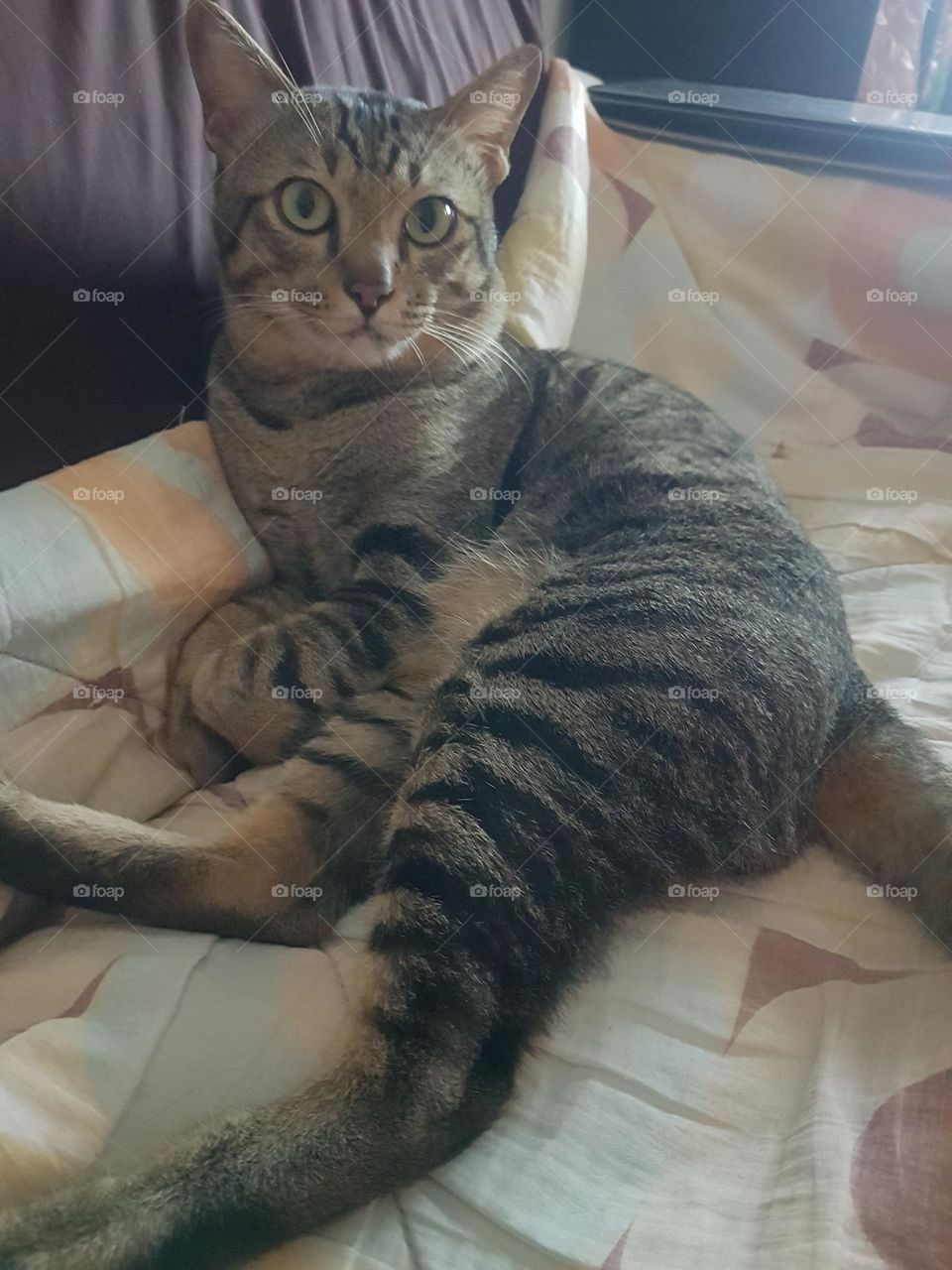 seductive and annoying