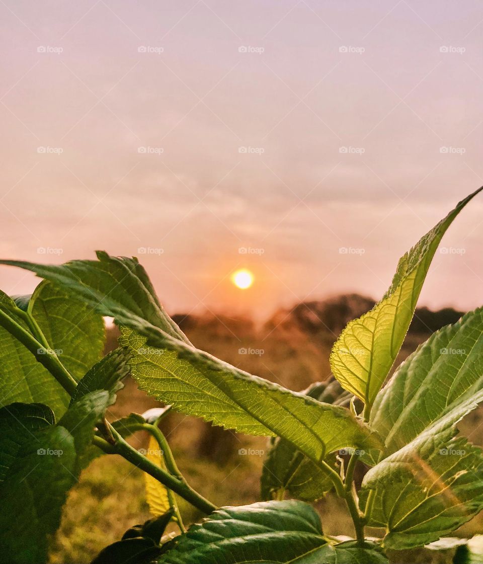 🌄🇺🇸 An extremely beautiful dawn in Jundiaí, interior of Brazil. Cheer the nature! / 🇧🇷 Um amanhecer extremamente bonito em Jundiaí, interior do Brasil. Viva a natureza! 
