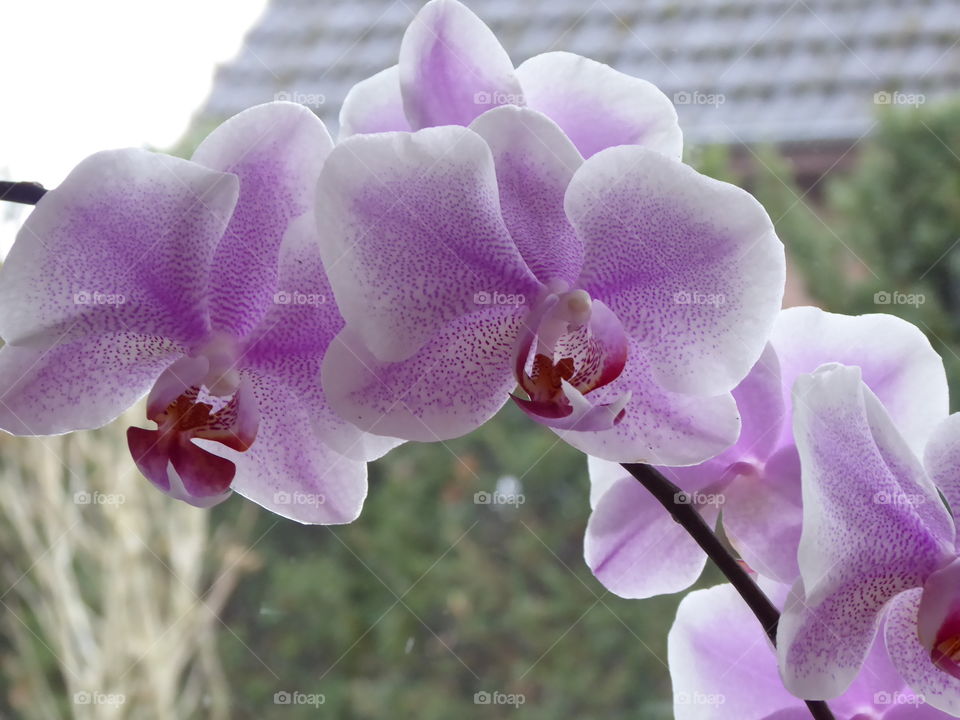 Phalaenopsis