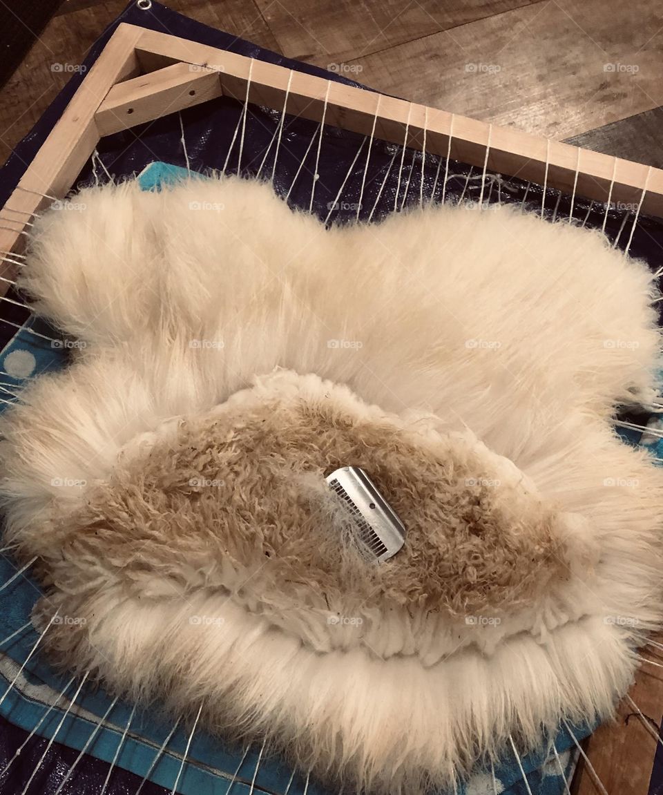 Combing a newly tanned sheepskin