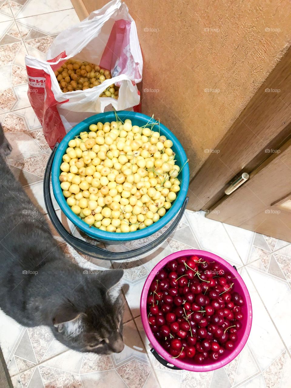Bucket with yellow and red cherries and cat