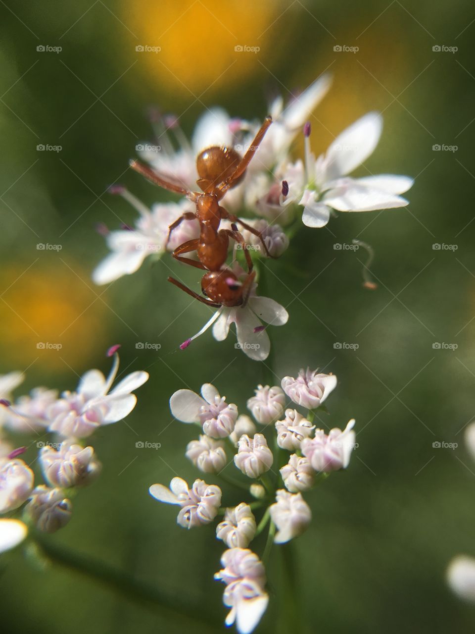 Ant on cilantro 
