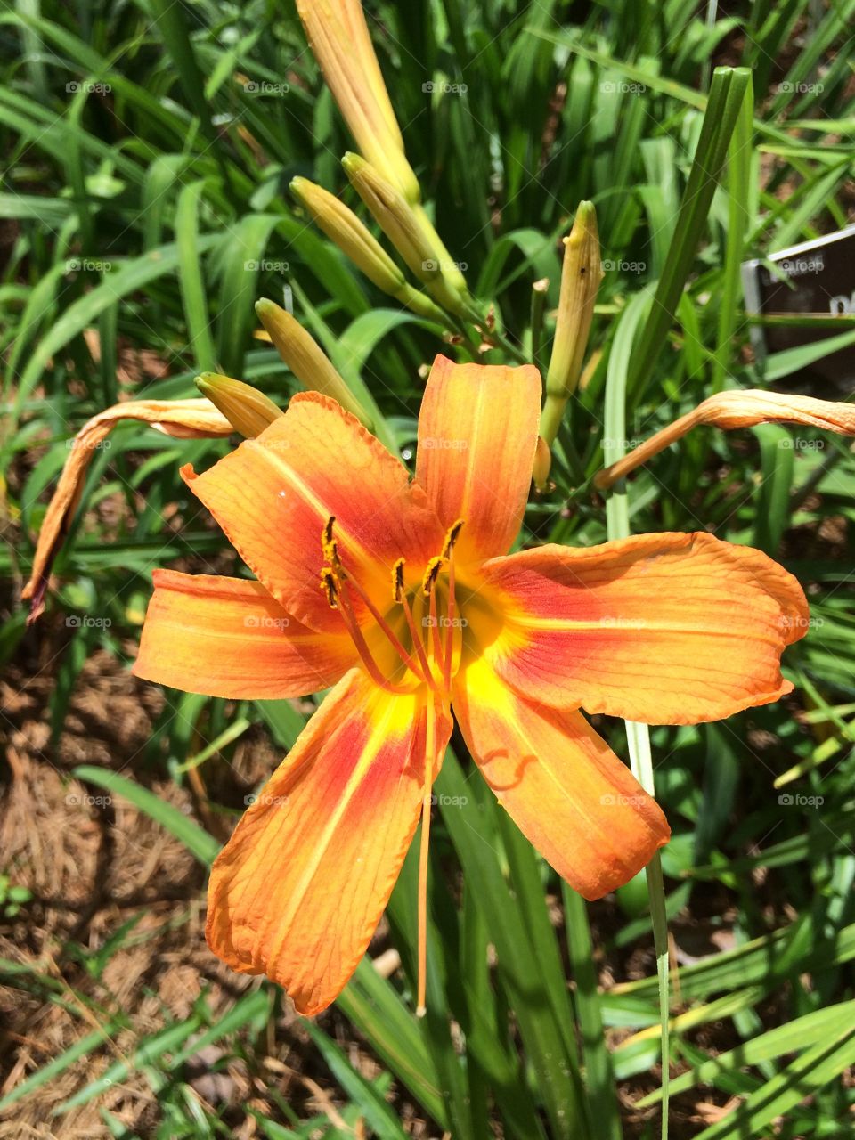 Lily. Orange lily
