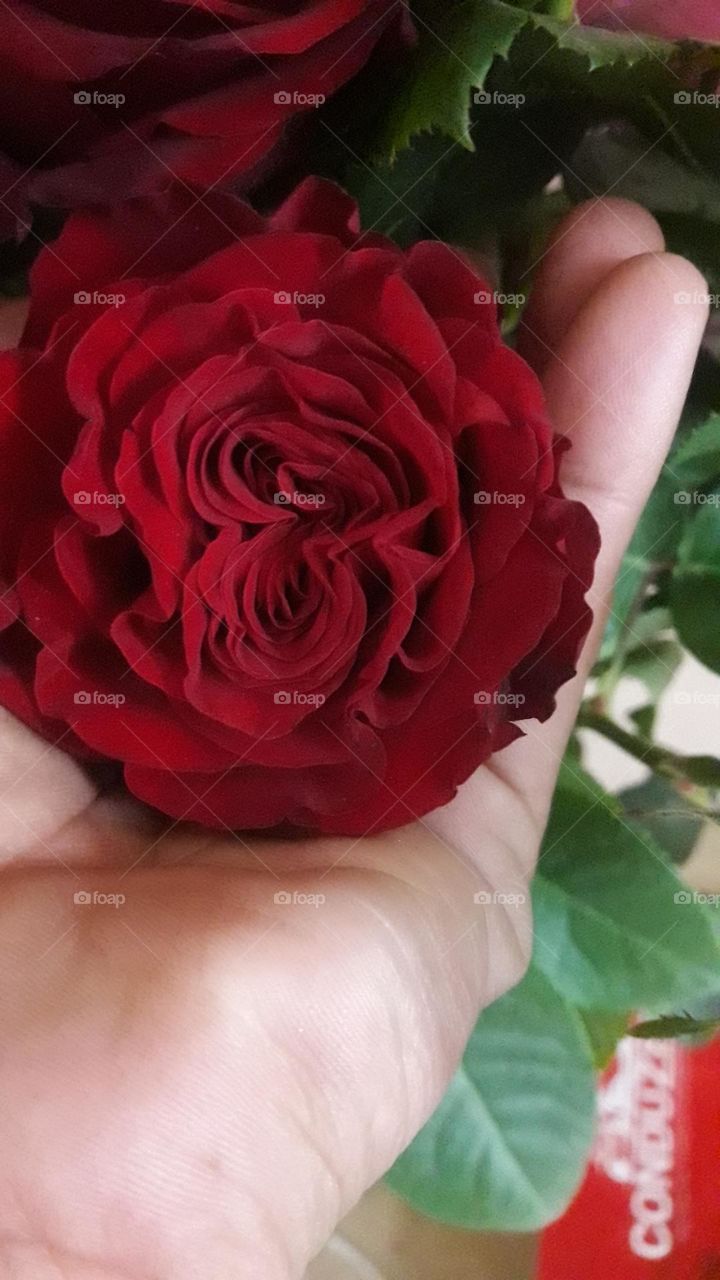 Roses heart