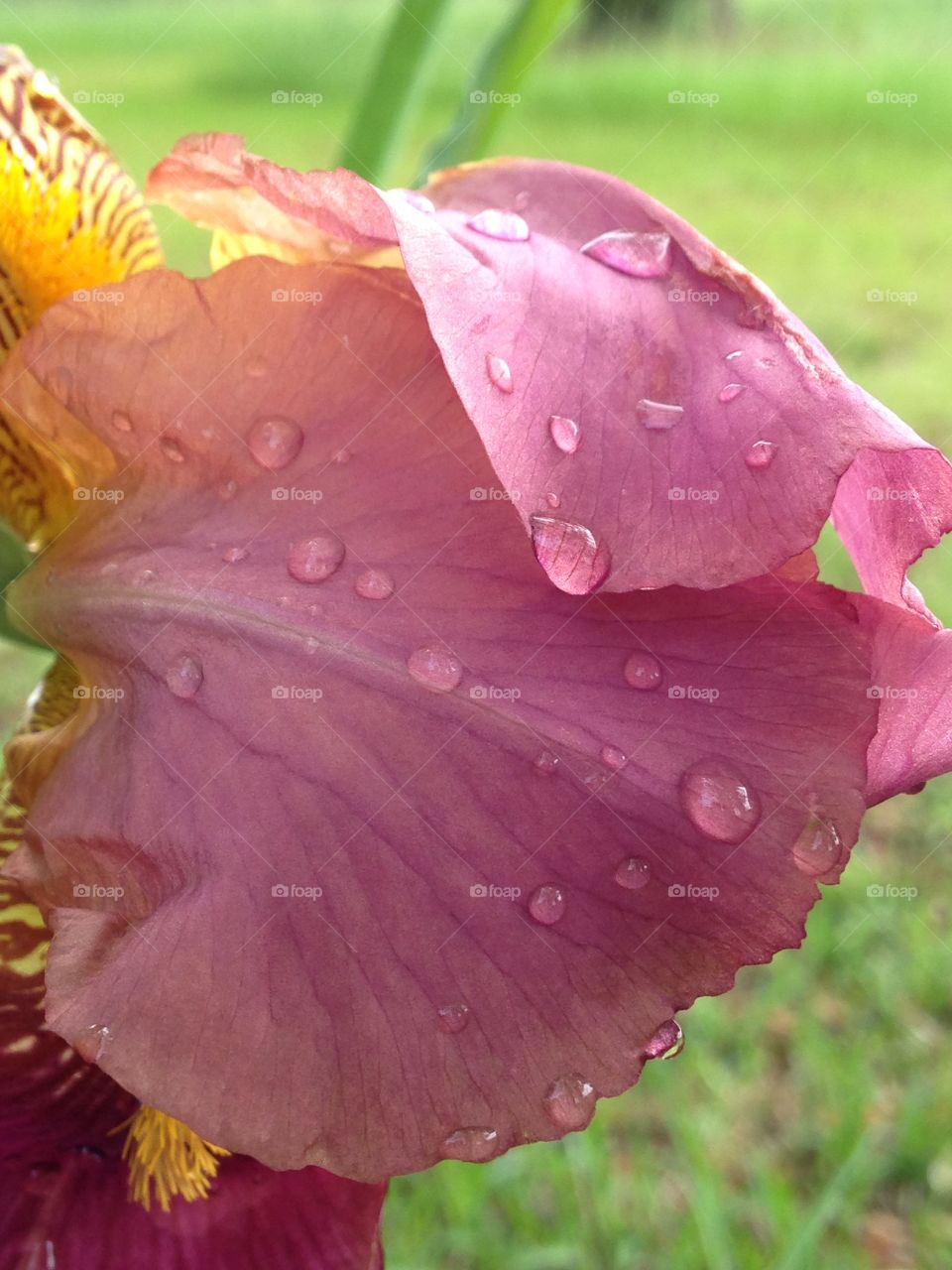 Spring rain. After the rain came a break in the clouds