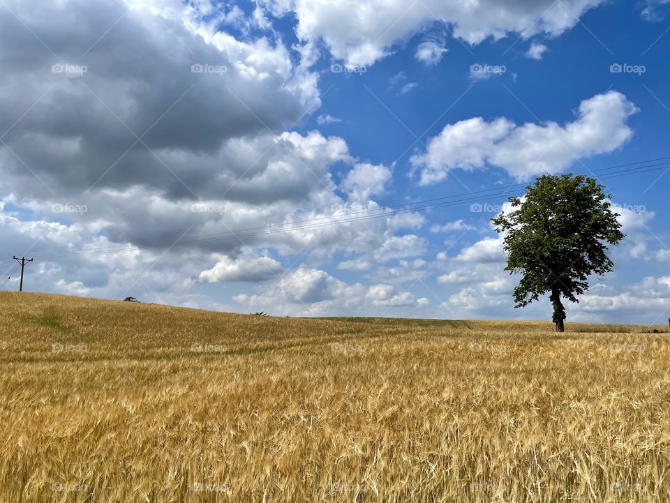 Tree in a landscape