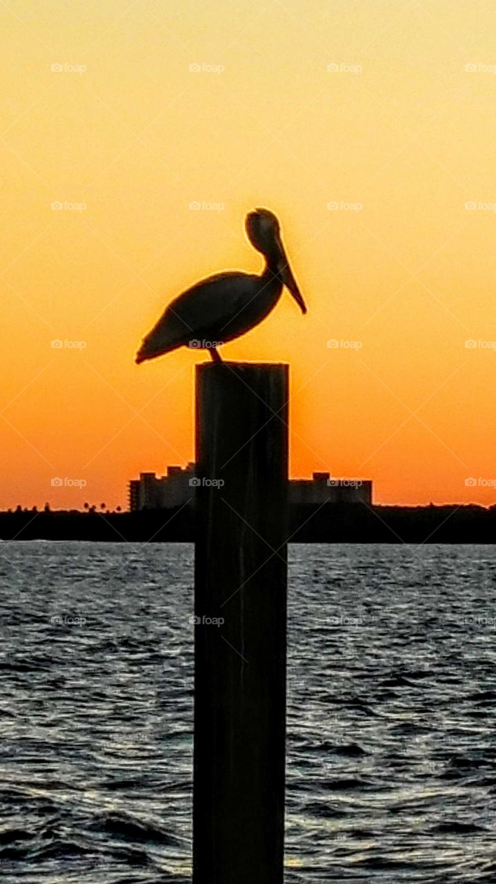 Pelican at sunset