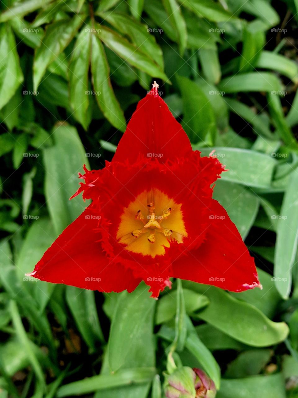 red tulip