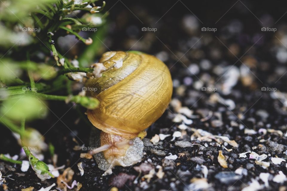 Snail By A Plant, Snail After The Rain, Slow Moving Snail, Colorful Snail Shell, Snail In The Garden, Snail In The Flower Bed