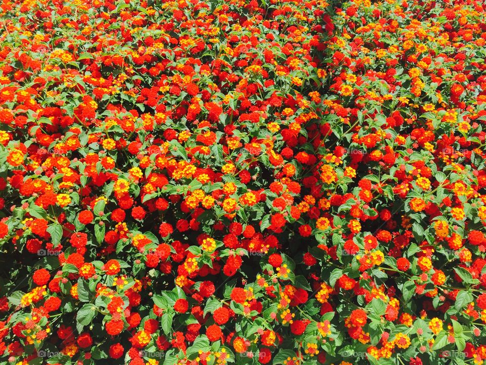 Full frame of red flowers