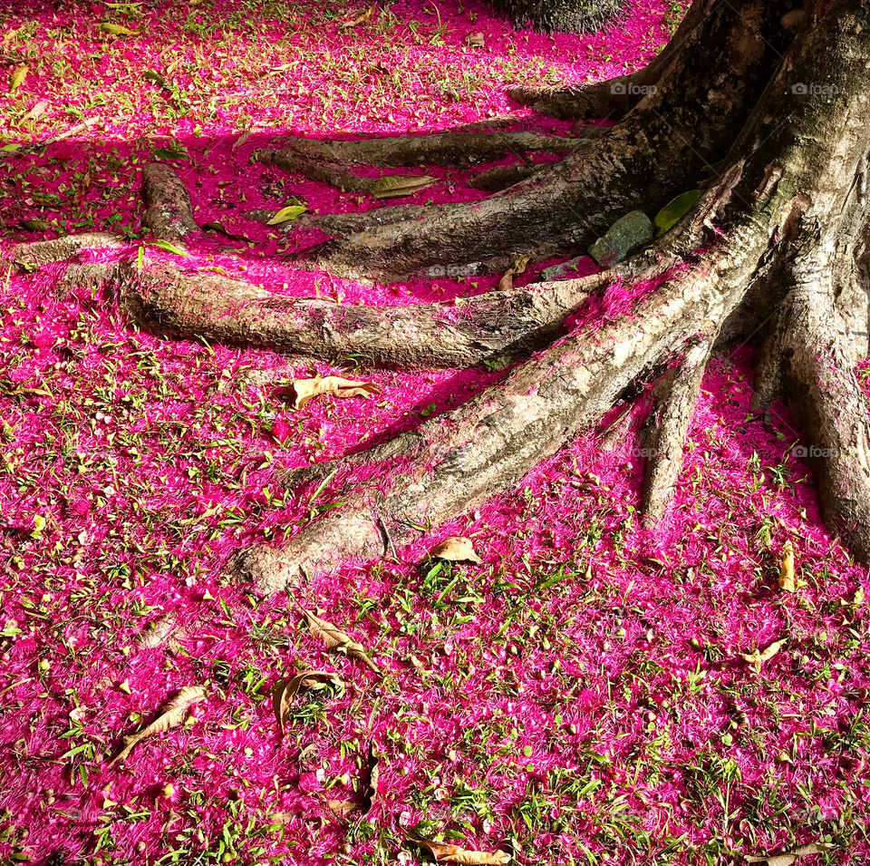 jambo flowers covering the garden