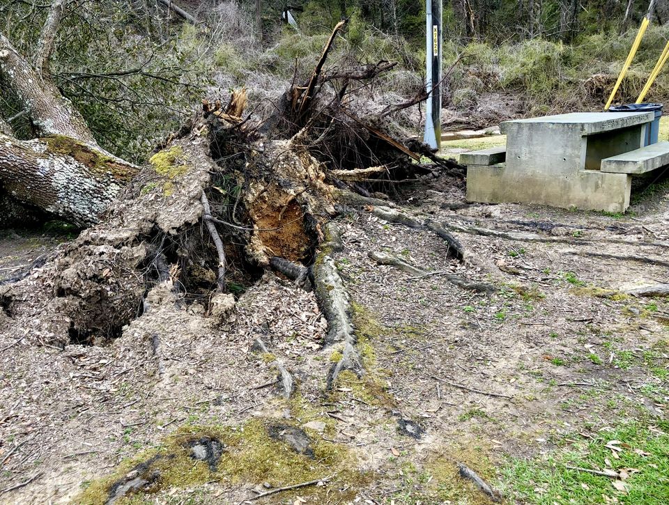 Nature’s incredibly precise destruction 