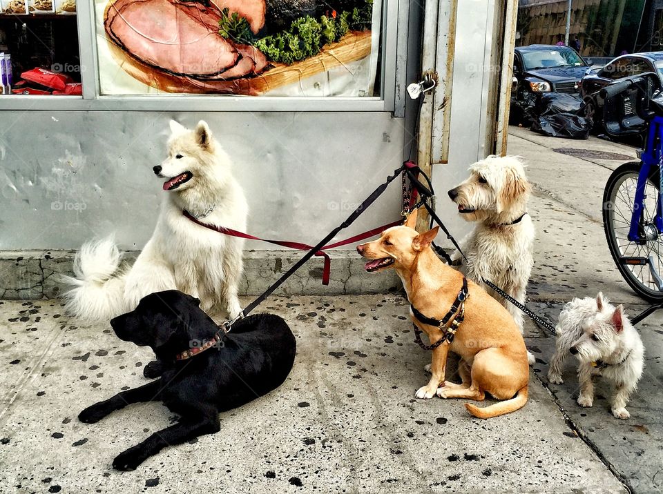 Dogs eagerly awaiting their walker. Manhattan, New York City 