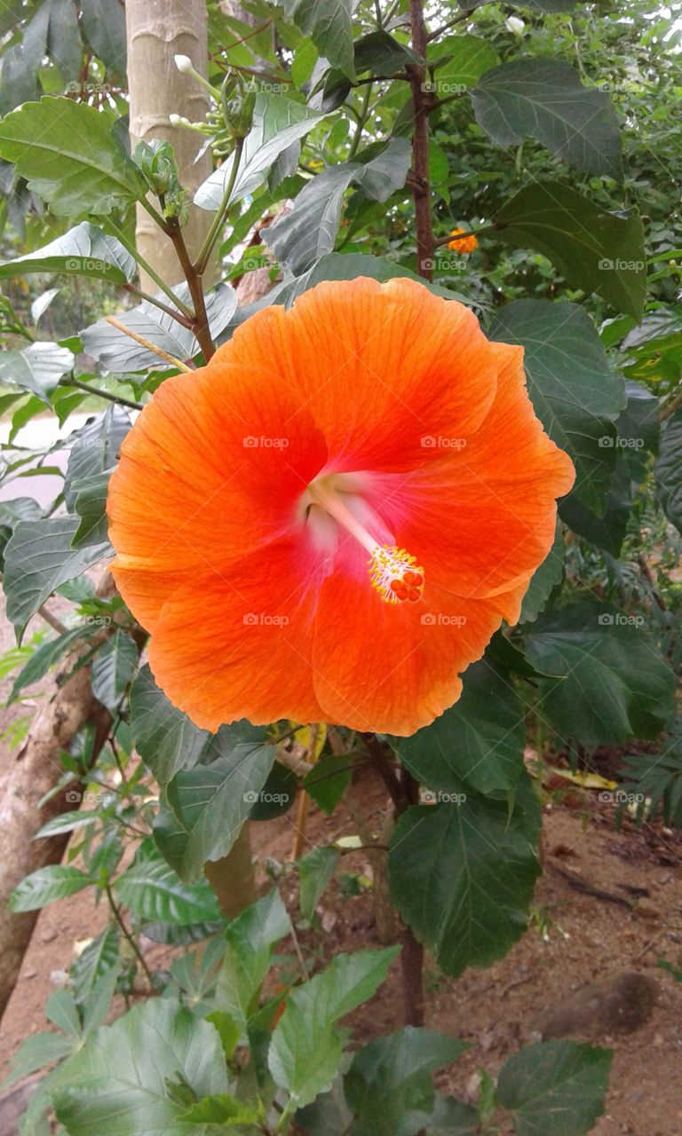 shoe flower Hibiscus rosa-sinensis is a bushy,evergreen shrub or small tree growing 2.5–5 m (8–16 ft) tall and 1.5–3 m (5–10 ft) wide, with glossy leaves and solitary, brilliant red flowers in summer and autumn. The 5-petaled flowers are 10 cm (4 in) in diameter, with prominent orange-tipped red anthers