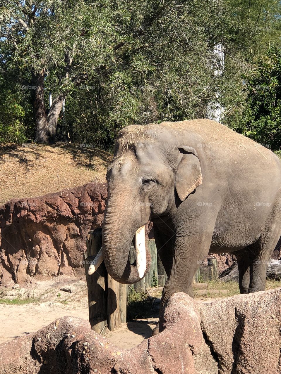Elephant eating 