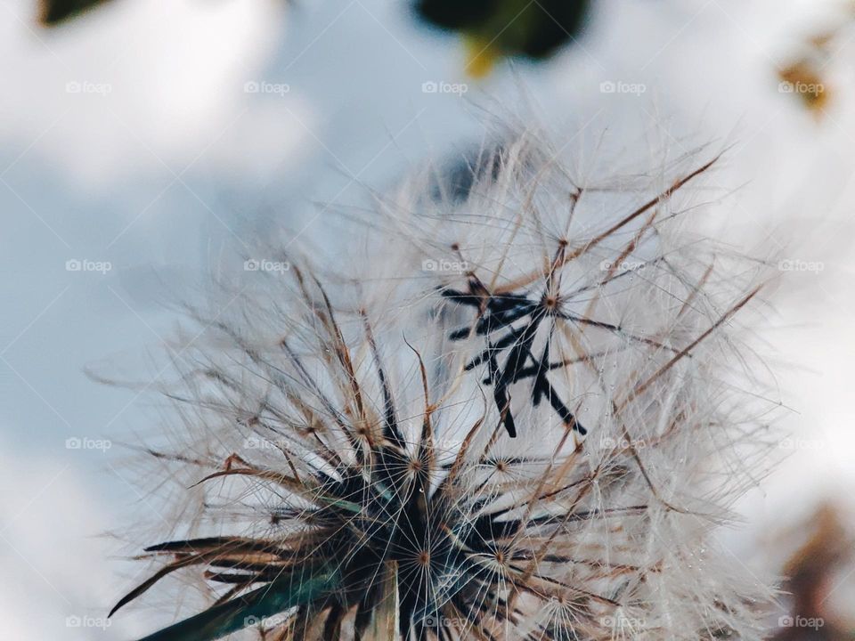 Dandelion seeds