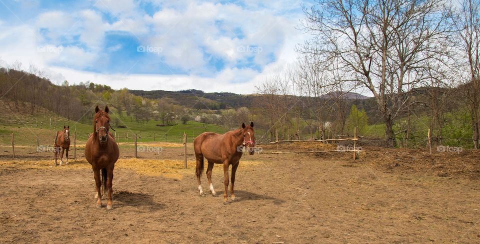 Majestic horses 