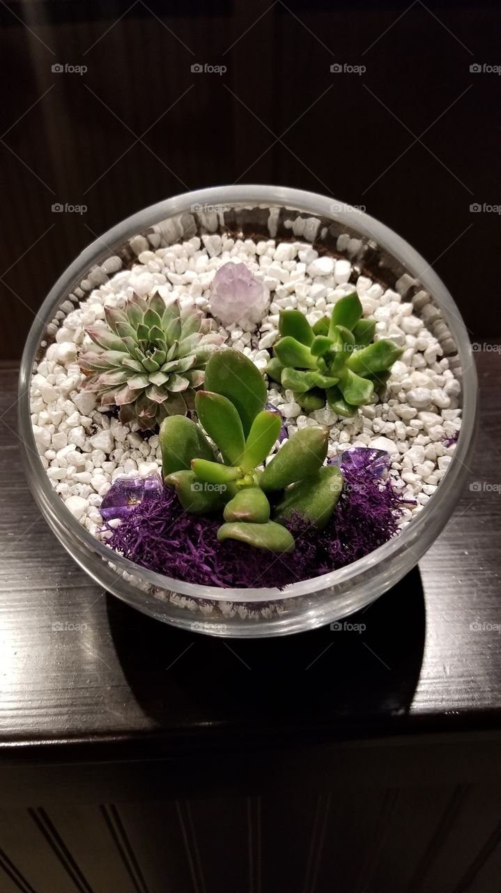 Succulent made at plant night. The theme was purple and featured an amethyst rock.