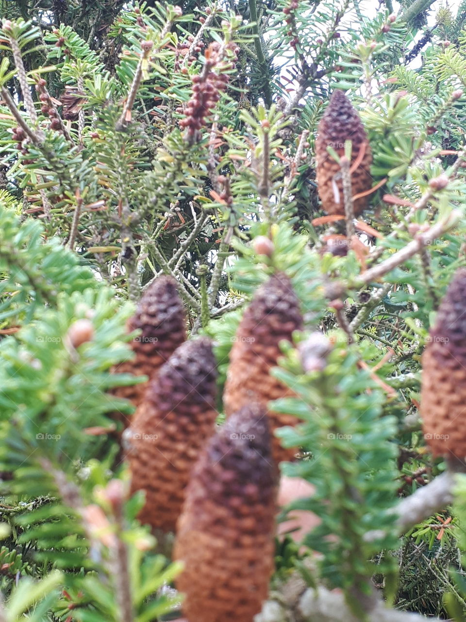 Nature, Tree, No Person, Evergreen, Cone