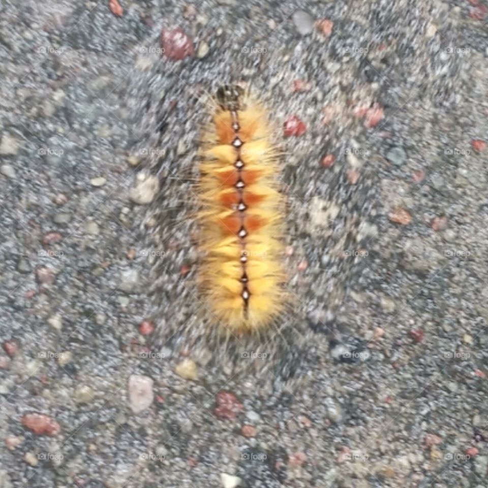 larva